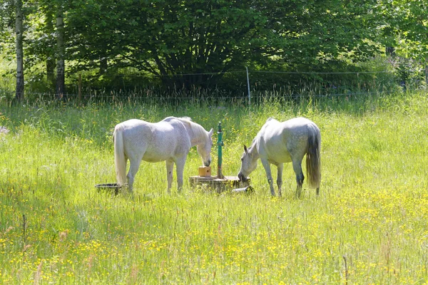 Dos caballos blancos en el prado llenos de flores amarillas —  Fotos de Stock