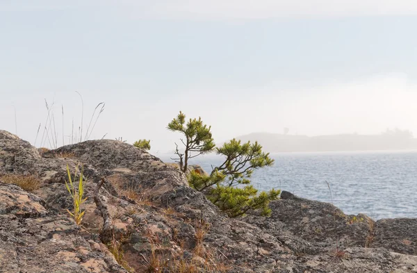 Tiny pine tree and archipelago — Stock Photo, Image