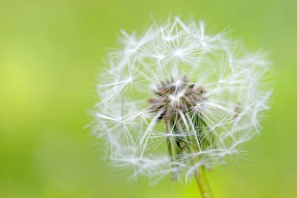 Closeup of over bloomed dandelion — Stock Photo, Image