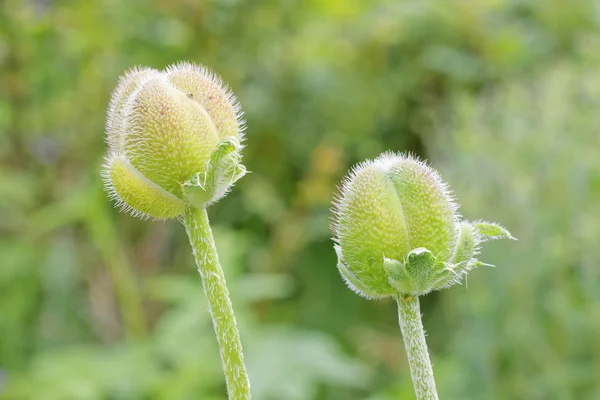 Two poppy bud with green de-focused background — Stok fotoğraf