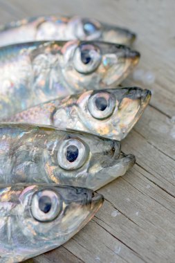 Heads of five baltic herring