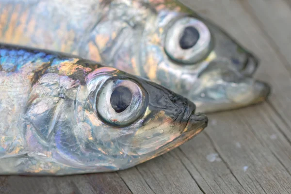 Close-up of heads of two baltic herring — 图库照片