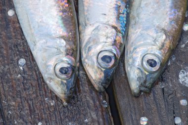 Üç Baltık ringa balığı - yakın çekim