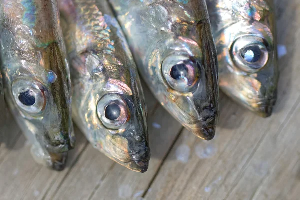 Four baltic herring — Stock Photo, Image