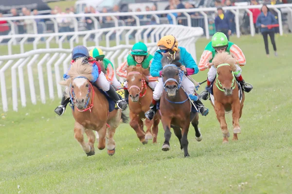 Midilli yarış atları arasında zor yarış — Stok fotoğraf