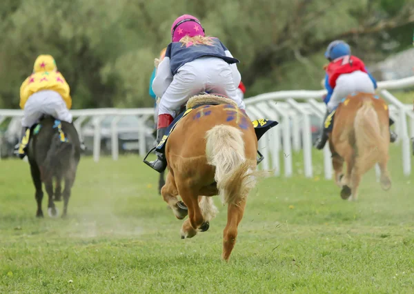 Vista traseira de três pôneis de corrida — Fotografia de Stock