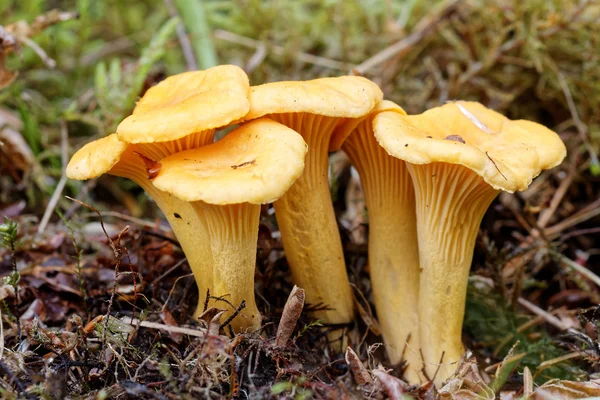 Üç chantarelles moss grup