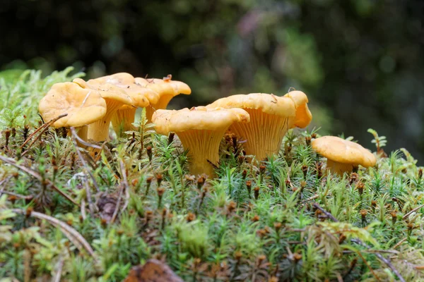 Chantarelles yosun içinde grup
