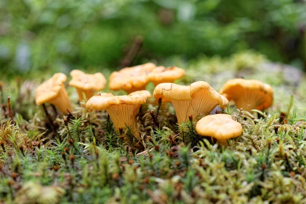 Groupe de chantarelles en mousse — Photo