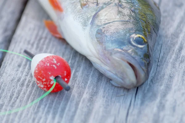 Perch closeup and an red float — Stok fotoğraf