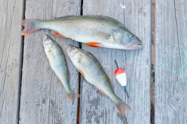 Drei Barsche und ein roter Schwimmer — Stockfoto