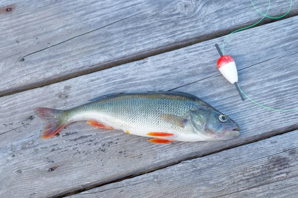 Ein Barsch und ein roter Schwimmer — Stockfoto