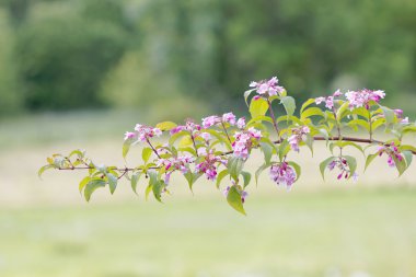 Branch of beauty bush