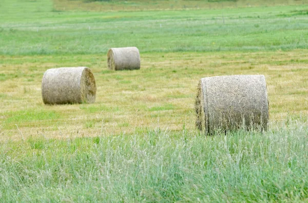 Three hay rolls on a field — Stock Photo, Image