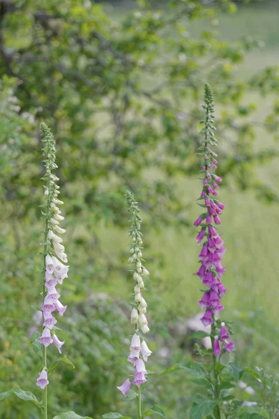 Üç yüksükotu bitkiler