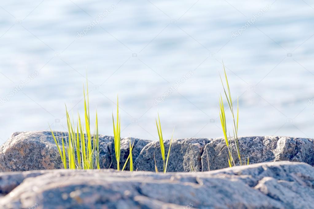Grass growing close to the sea