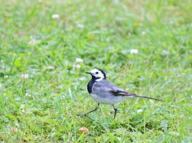 Çimenlerin üzerinde yürüyüş Kuyruksallayan kuş