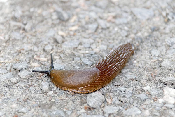 Spanische Nacktschnecke kriecht auf Reiterweg — Stockfoto