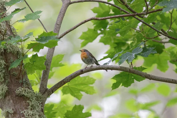 Robin de pie en una rama — Foto de Stock