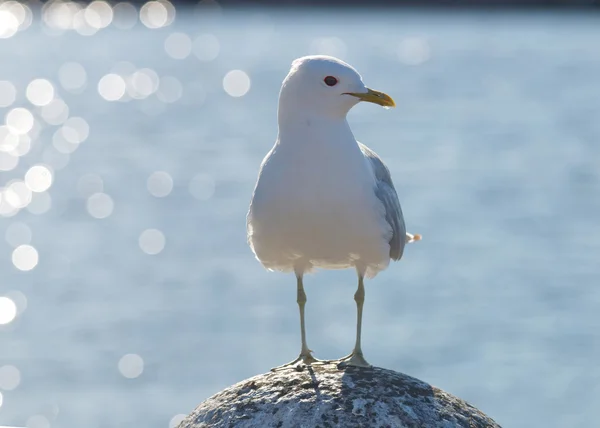 Seagull stående på en sten — Stockfoto