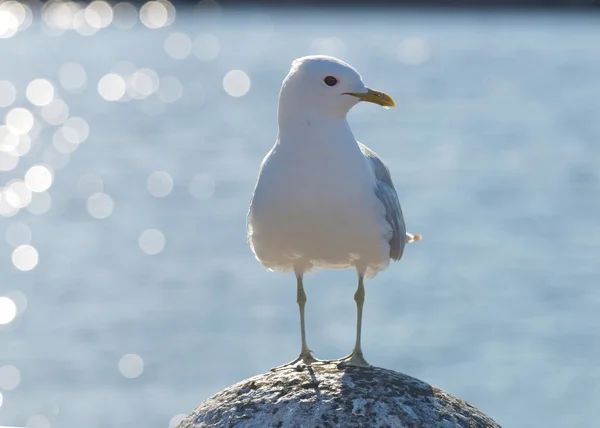 Gaviota de pie sobre una piedra —  Fotos de Stock