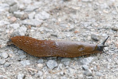 İspanyol slug dizgin yol üzerinde sürünen