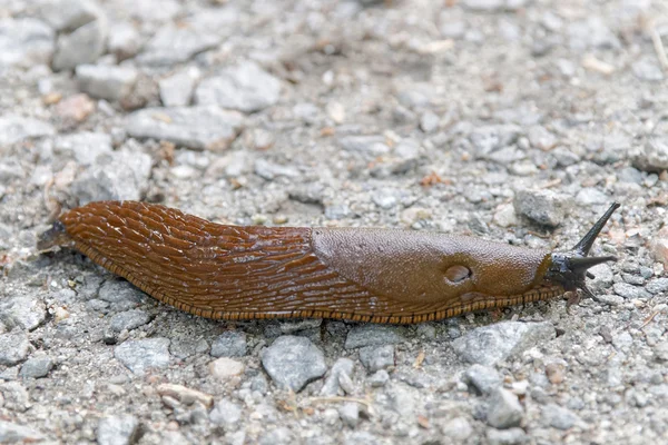 Spanish slug creeping on bridle road — Stock Photo, Image