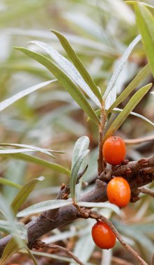 Bir kaç deniz topalak dal