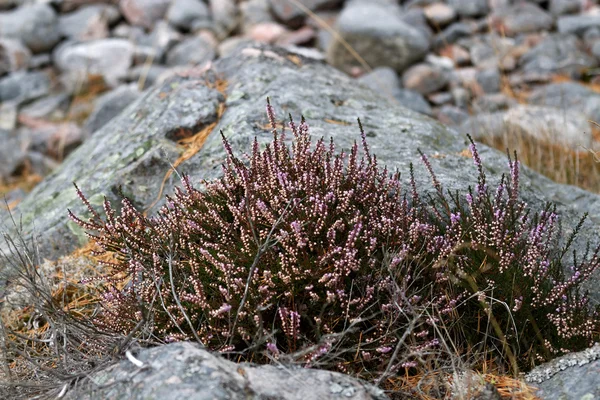 Closeup of branch of heather and rocks — Stock Photo, Image