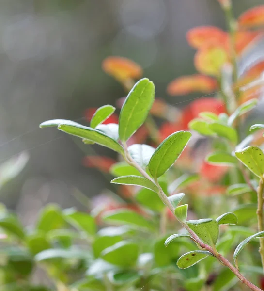 Closeup πράσινο υποκαταστήματος της lingon berriy — Φωτογραφία Αρχείου