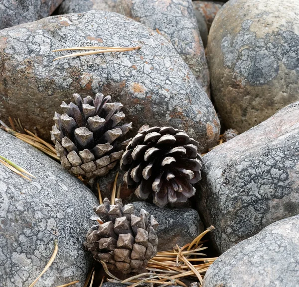 Primer plano de tres cono de pino sobre rocas grises — Foto de Stock