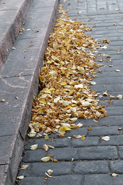 Hojas amarillas en la calle — Foto de Stock
