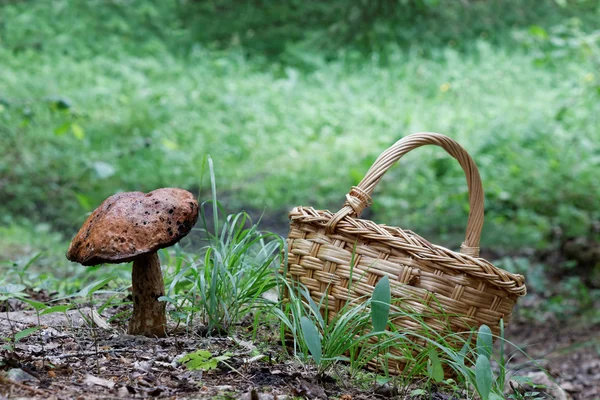 Large mushroom and mushroom basket — Stock Photo, Image