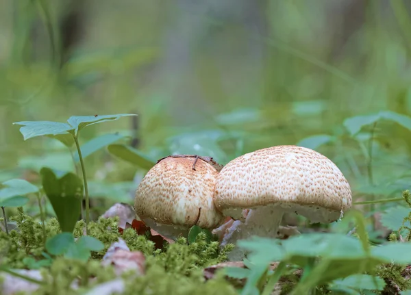 Крупный план гриба и мха Agaricus augustus — стоковое фото