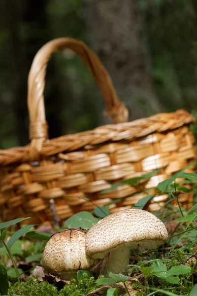 Грибная корзина и Agaricus augustus mushroom and moss — стоковое фото