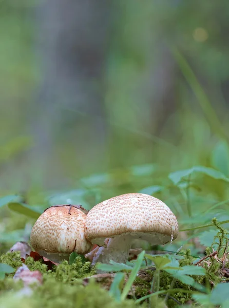Крупный план гриба и мха Agaricus augustus — стоковое фото