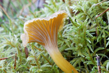 Bir huni Cantharellus cibarius yosun içinde closeup