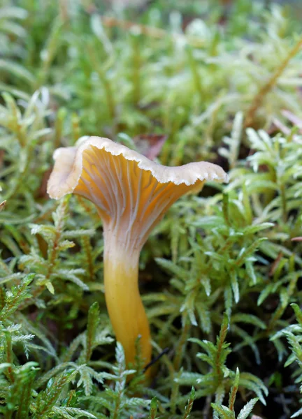 Fechar de um funil chanterelle em musgo — Fotografia de Stock