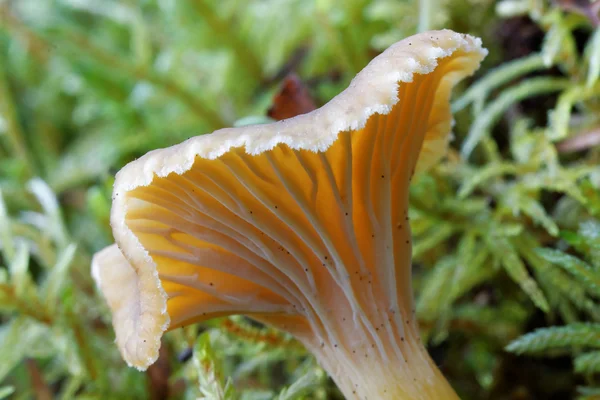 Bir huni Cantharellus cibarius yosun içinde closeup — Stok fotoğraf