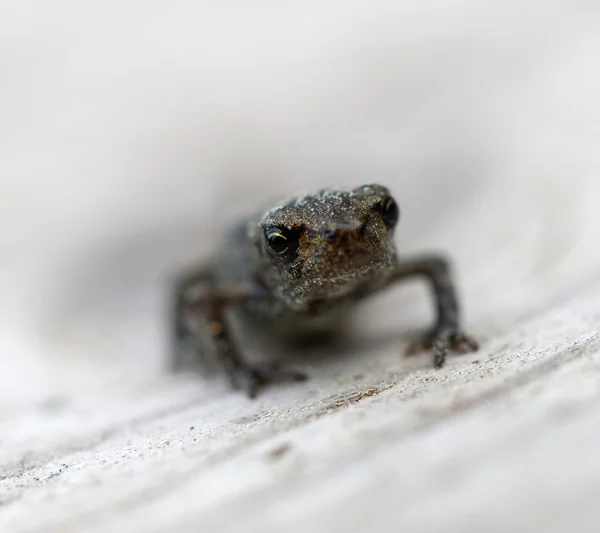 Baby frog front view — Stock Photo, Image