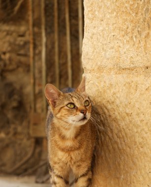 Kahverengi bir duvarın önünde sarı kedi