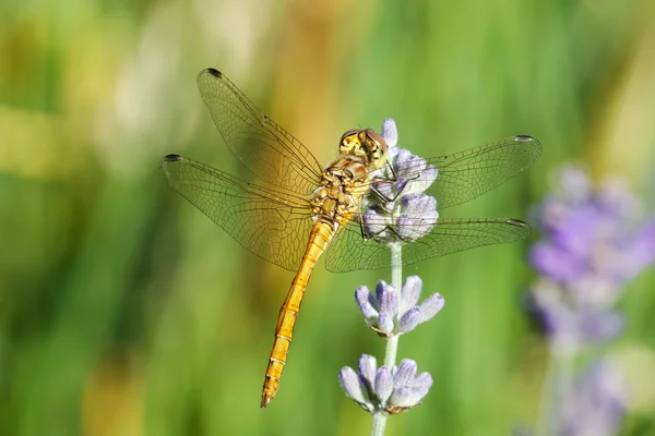 Yellow dragonfly on a violet flower — ストック写真