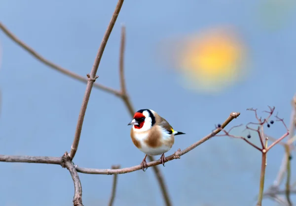 Goldfinch sentado em um ramo — Fotografia de Stock