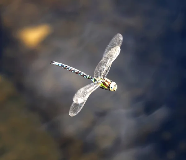 Blue and brown dragonfly flying — ストック写真