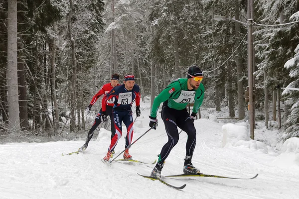 Harcoló csoportja cross country síelés férfiak a gyönyörű spru — Stock Fotó