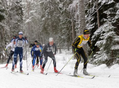 Stockholm - 24 Ocak 2016: Stokholm İsveç'in Stockholm Kayak Maratonu olay 24 Ocak 2016 güzel çam ormanı ülke Kayak erkeklerde çapraz grup