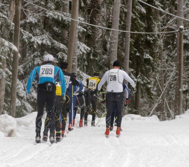 Stockholm - 24 Ocak 2016: Yağ görünümü güzel çam ormanı Stokholm İsveç'in Stockholm Kayak Maratonu olay 24 Ocak 2016 ülke Kayak erkeklerde çapraz bir grup