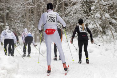 STOCKHOLM - JAN 24, 2016: Rear view of a group of cross country skiing men and women in the beautiful spruce forest at the Stockholm Ski Marathon event January 24, 2016 in Stockholm, Sweden