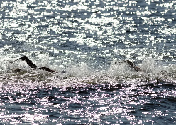 Stockholm Ağu 2015 Erkekler Itu Dünya Triatlon Serisi Olay Ağustos — Stok fotoğraf