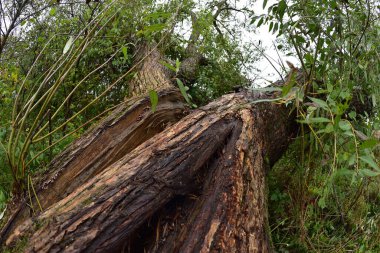 Büyük söğüt rüzgarın basıncına dayanamadı ve kırılmaya başladı.